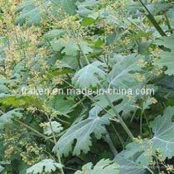 Macleaya Cordata Extract & Celandine Extract